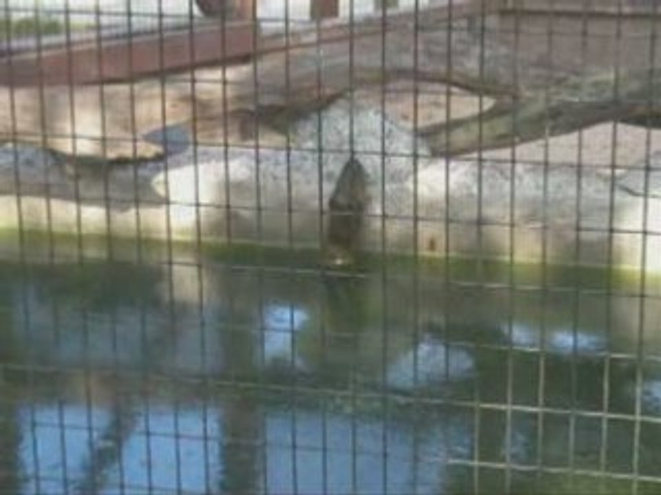 Zoo2