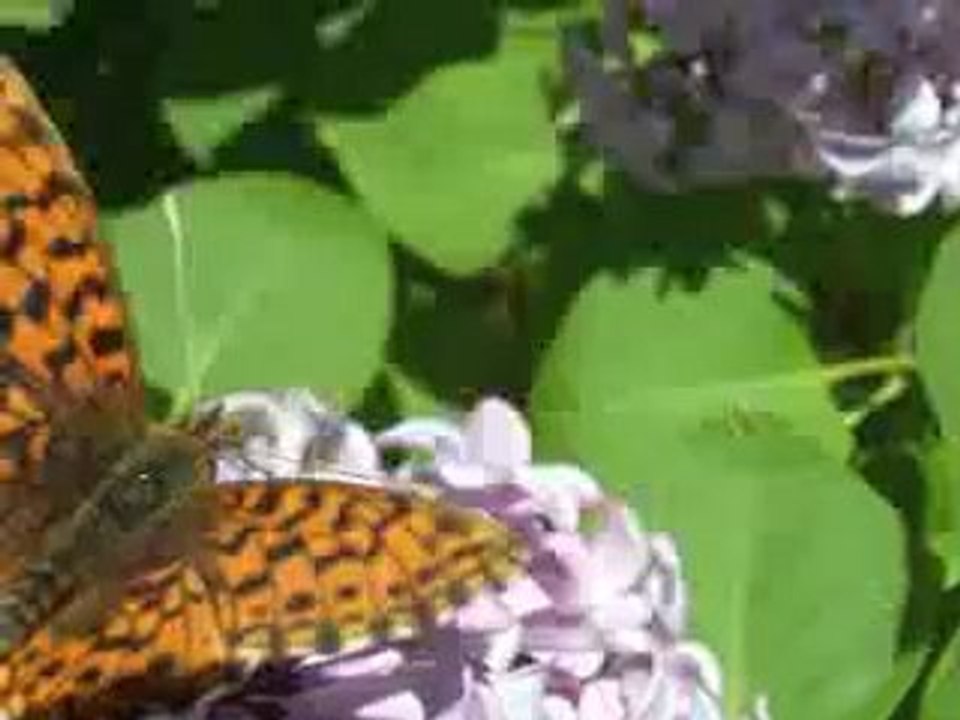 superbus - butterfly playback