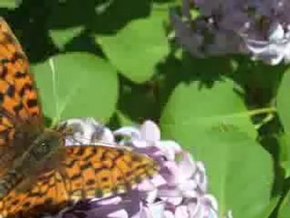 superbus - butterfly playback