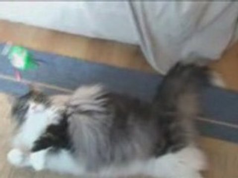 Chopin joue au plumeau