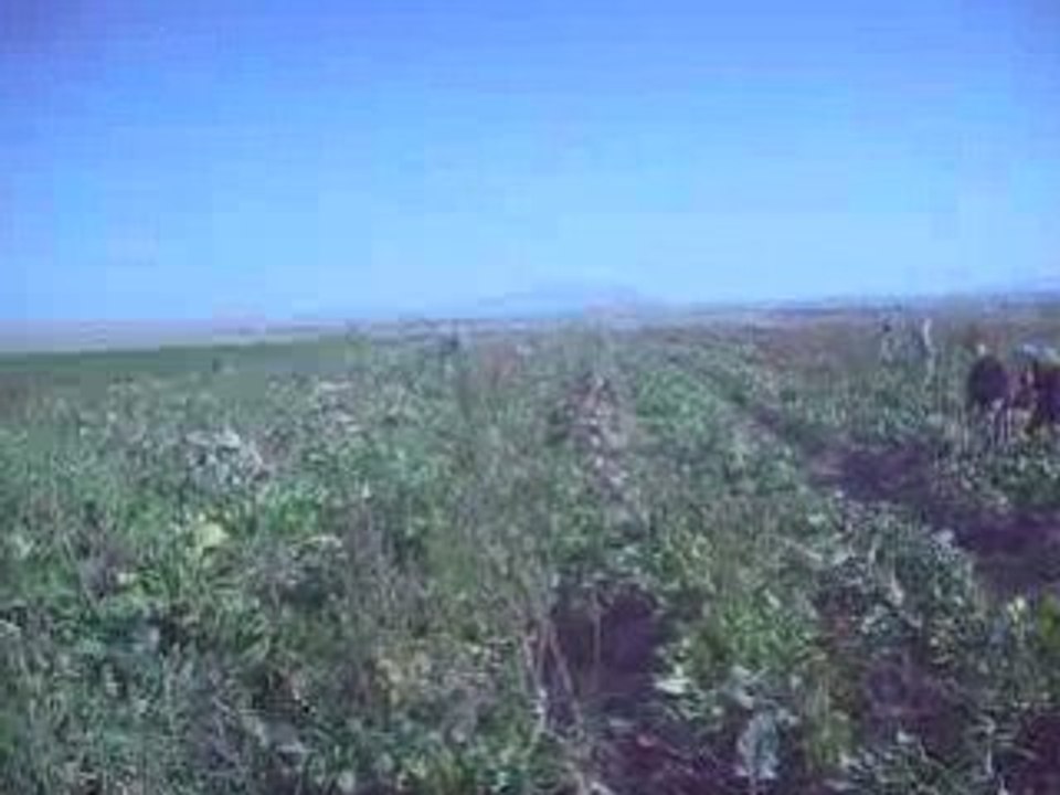 acemli68  - aksaray yesilova kasabası   Hilmi KOÇ Mesut ÖRK