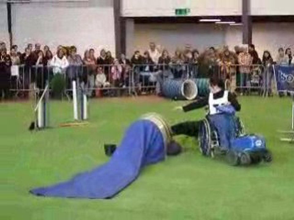 Animalia - jumping dimanche