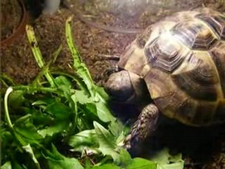 Ma tortue