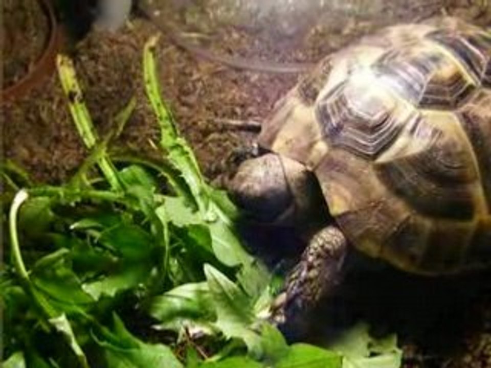 Ma tortue