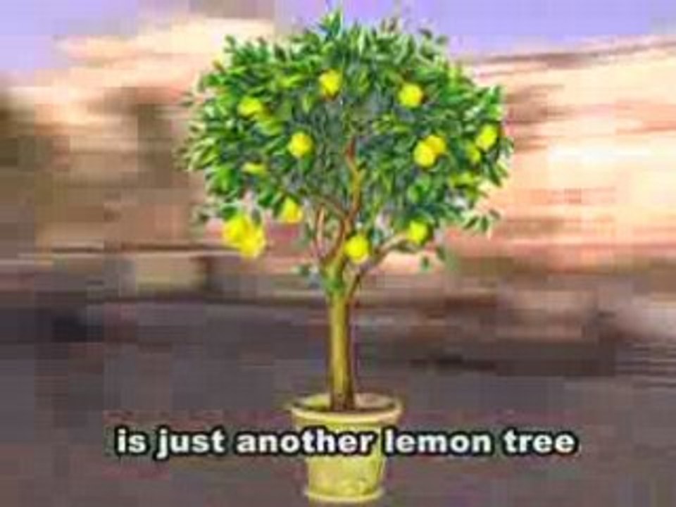 Lemon Tree à l'Ensta