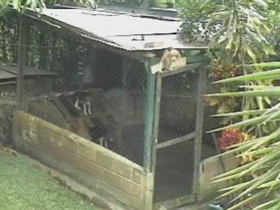 Chien qui s'évade