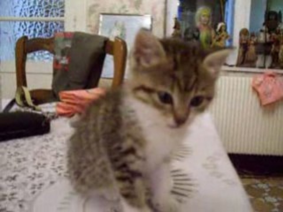 TITEUF the cat