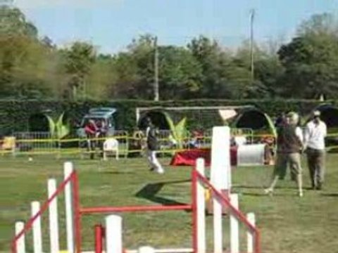 UNDER 3.DEGRE AGILITY LEVIGNAC 2008 JUGE MME BETBEDER(1)