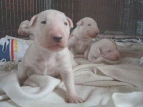 Chiot bull terrier