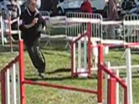 SWAN 3. DEGRE AGILITY LEVIGNAC 2008 JUGE MME BETBEDER(1)