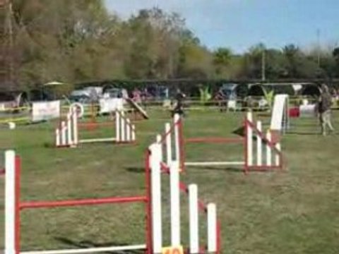 APPLE 3. DEGRE AGILITY LEVIGNAC 2008 JUGE MME BETBEDER(1)