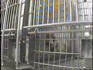 PETA Undercover Investigation at ONPRC