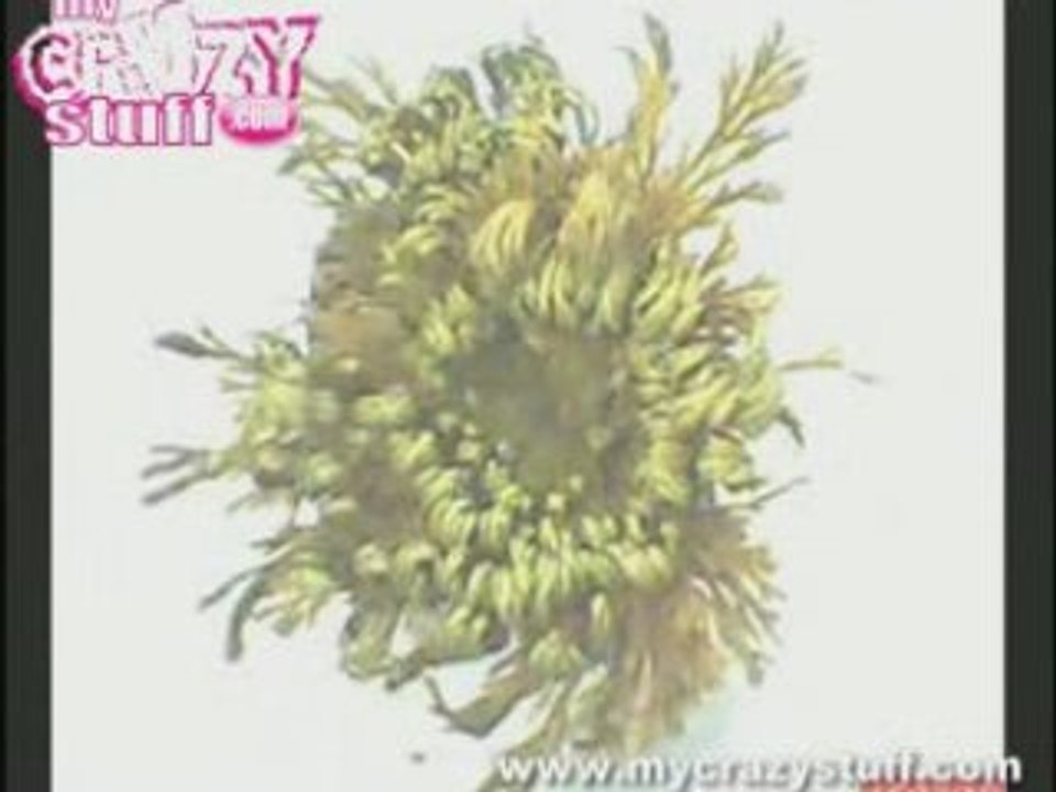 Plante résurrection - mycrazystuff.com