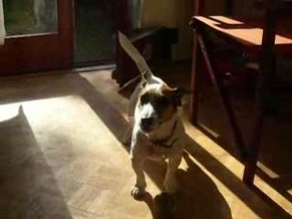 Sponky veut jouer a la balle 1