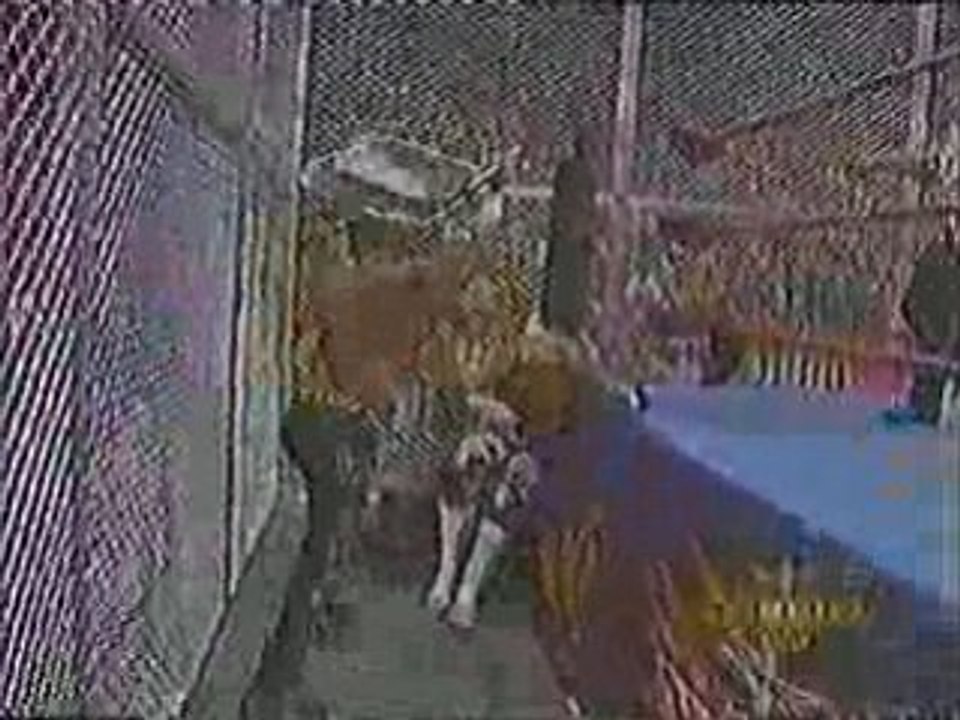 Hulk hogan vs horace ( steel cage)