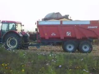 Récolte de Maïs