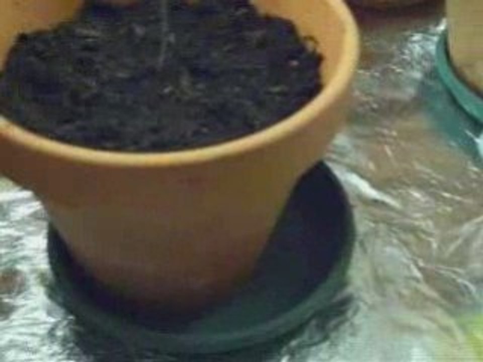 Mon placard, après germination