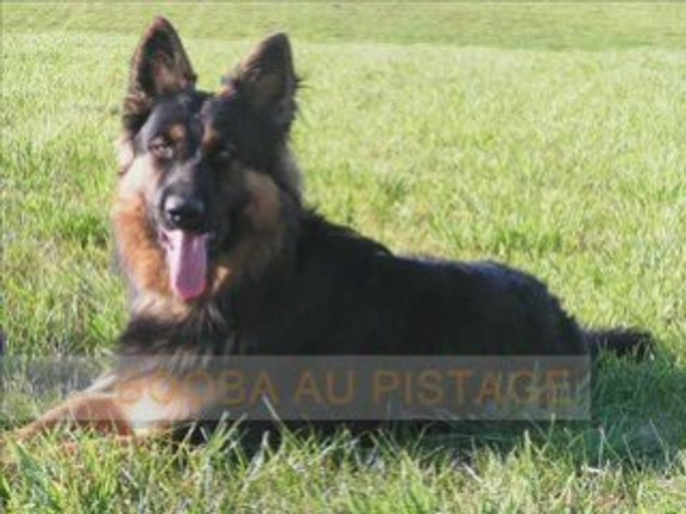 Pistage_081019