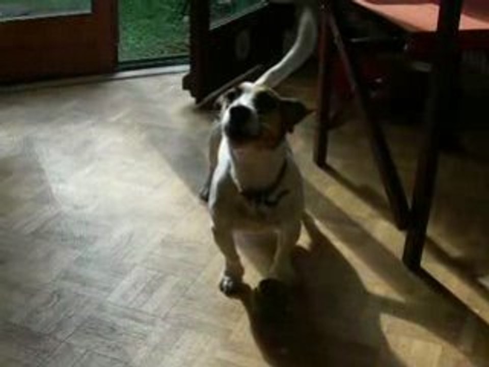 Sponky veut jouer a la balle