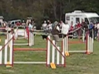 AUSSIE NOIR AGILITY LEVIGNAC 2008 JUGE MME BETBEDER 029(1)