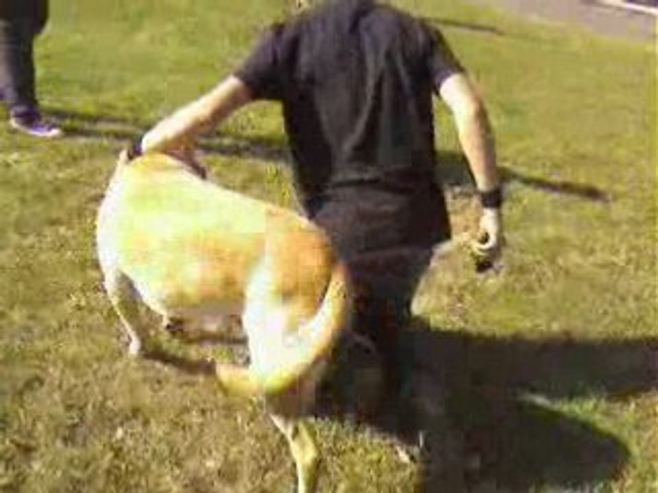 le chien violeur 3!!! TADADAAA (-_-)