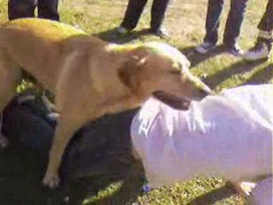 le chien violeur 4 :o