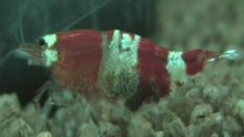 Crystal red eitjes