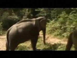 Adventure Travel to Thailand Video