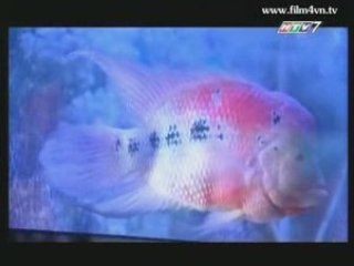 Film4vn.us-Tuoiyeu-20.02