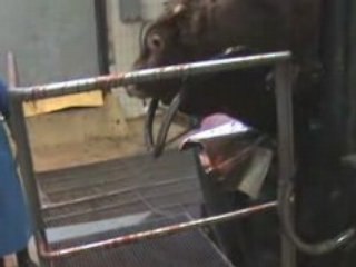 BOUCHERIE SAADA HYERES