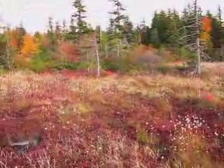 Dolly Sods Bog Trail Fall Foliage