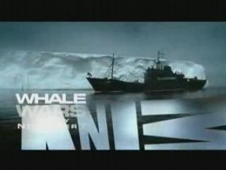 Whale Wars - Searching...