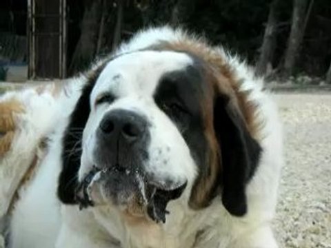 Alaska vous apprend la mastication