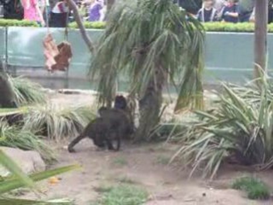 zoo canberra