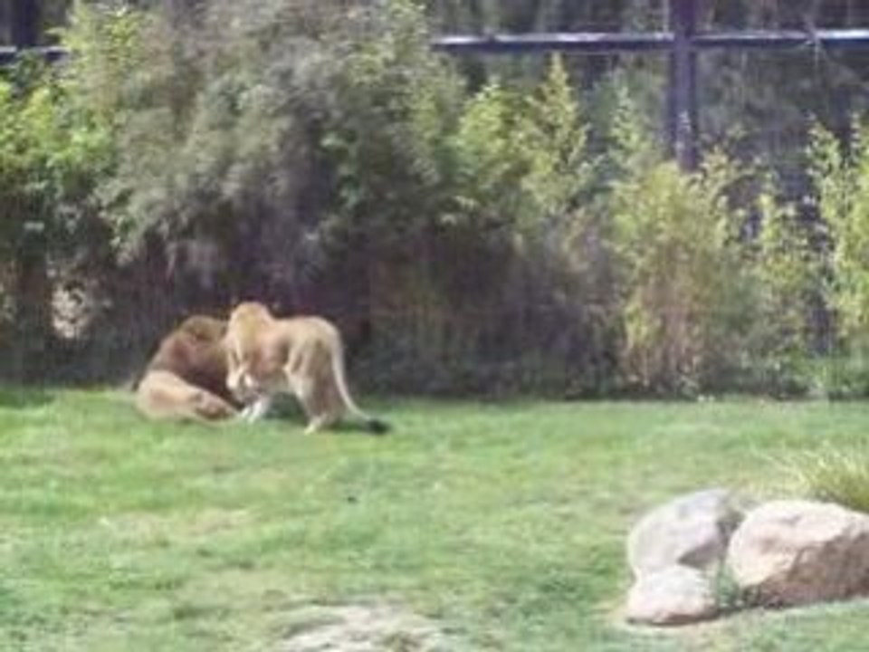 zoo canberra