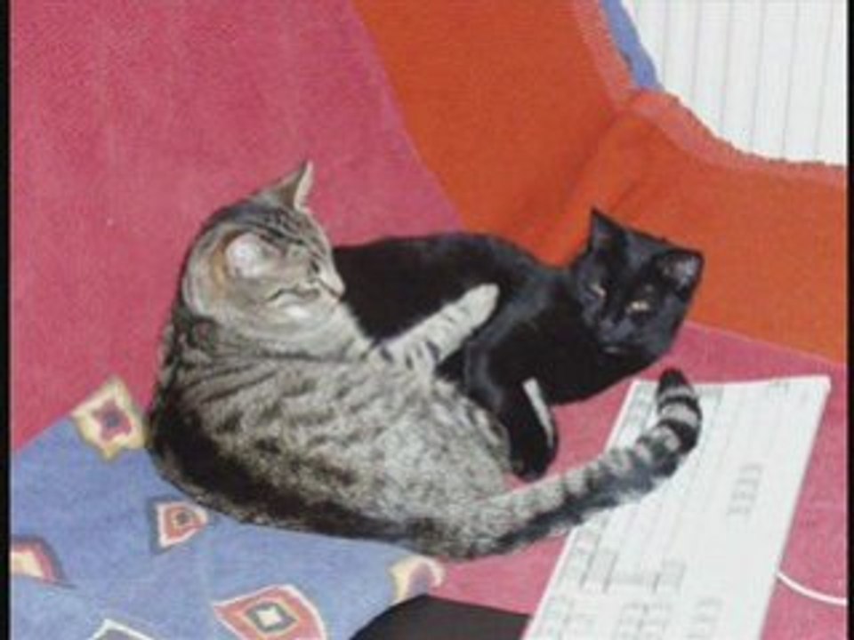 les yeux de mon chat