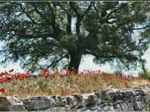 Le chêne pierre bachelet