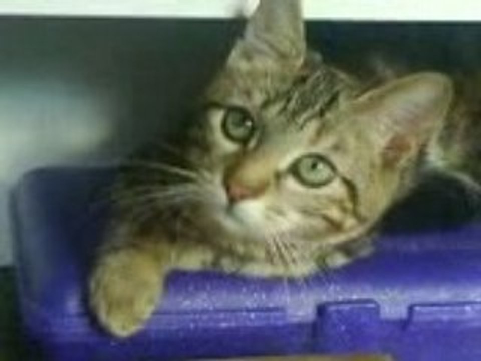 kitty en pleine action de boxage