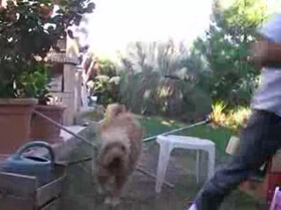 mon chien et mo frère qui saute