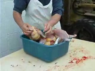 Which came first the chicken or the egg
