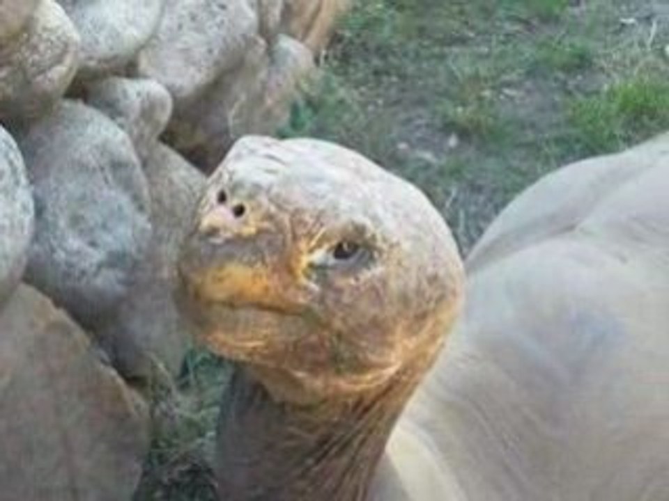 Tortue