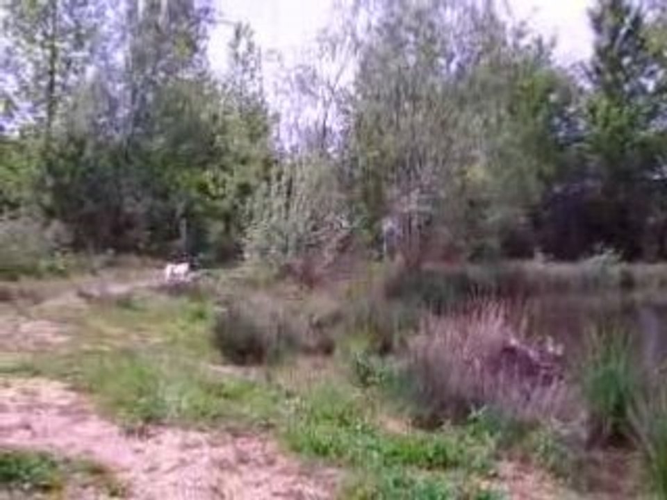 Entrainement chiens de chasse aux sangliers