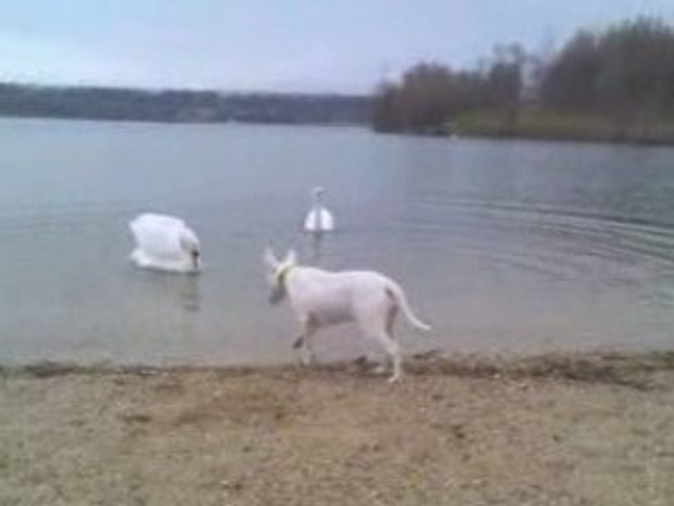 Cayenne et cygnes