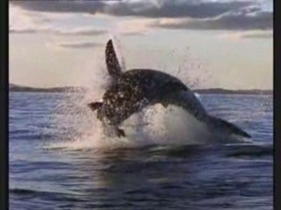 REQUIN