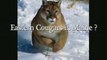 Maine Woods n' Waters , Eastern Cougars in Maine