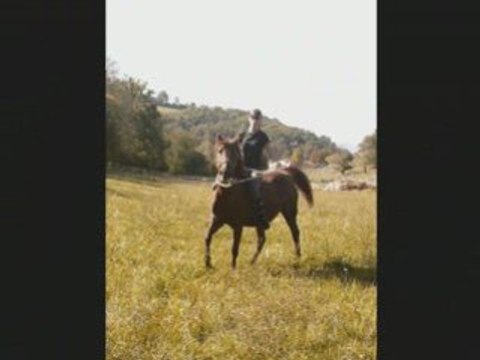 travail en éthologie dans le près avec ma princesse =)