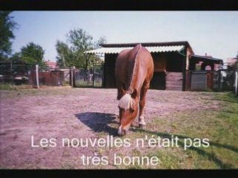hommage à mon poney partit bien trop tôt