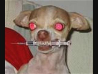 Aggressive Dog Behavior - How to Train Your Dog