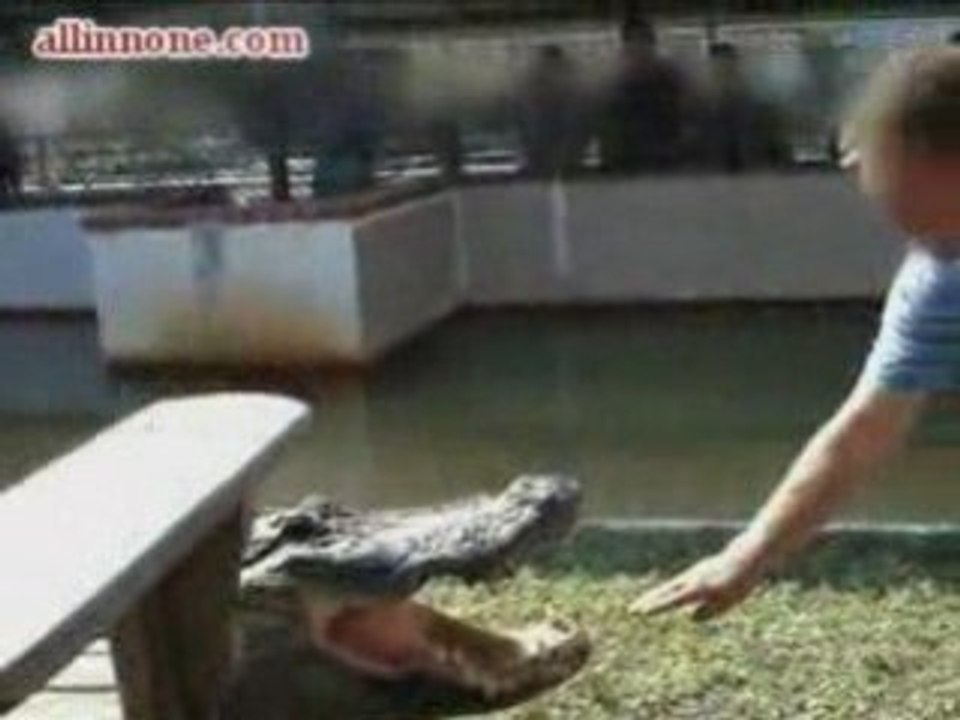 Alligator Bites Trainers Hand