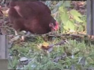 Kolbermoorer Herbst 2008